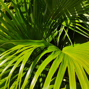 N老影视老人色情
